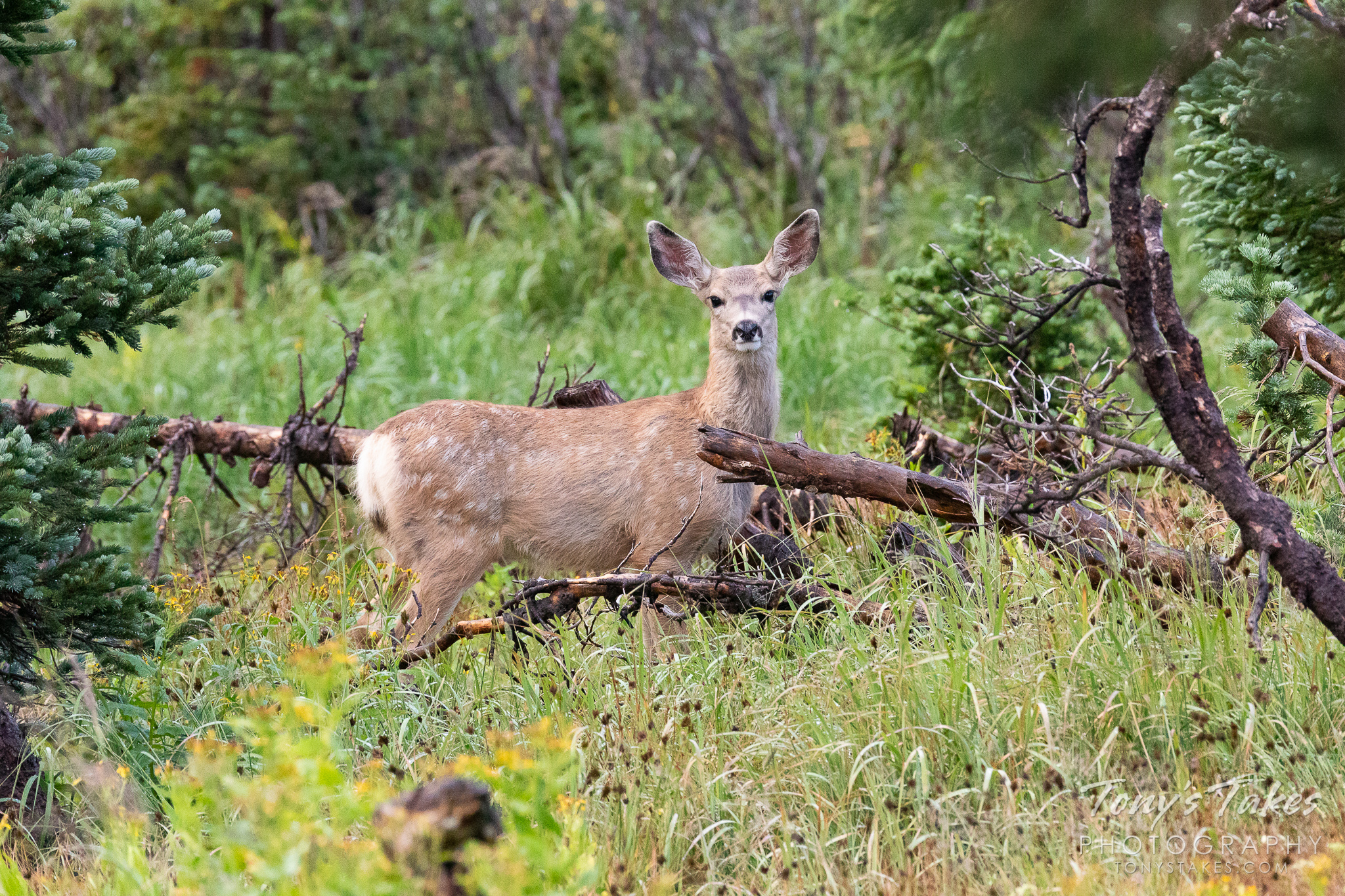 Mule deer fawn pauses in the forest