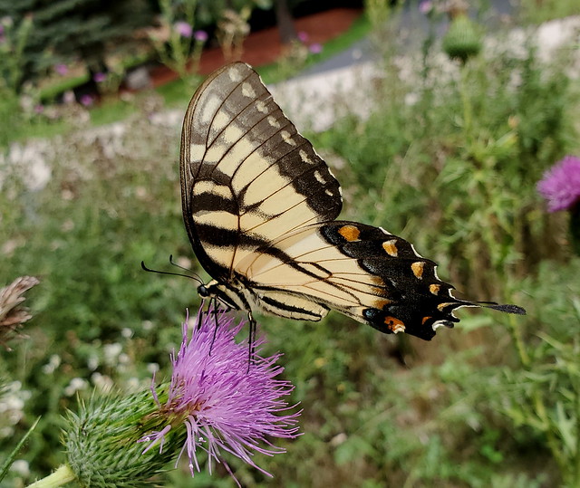 Swallowtail Butterfly Feeding On A Thistle Flower Taken With A Samsung Galaxy S10 Smartphone 20190821_141050