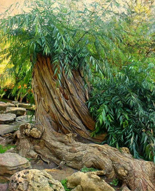 Rock Garden Tree