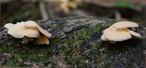tn fall fungi fungus