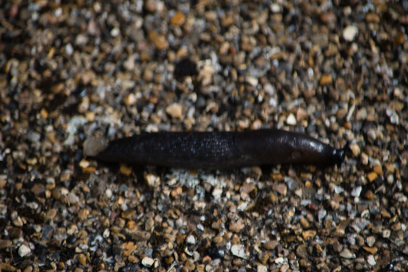 Slug on footpath, i54