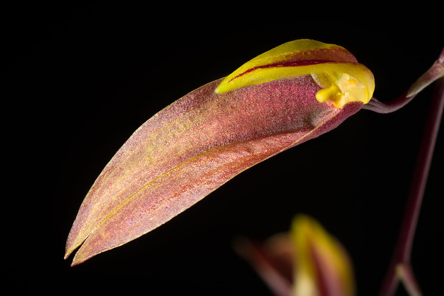 [New Guinea] Bulbophyllum callichroma Schltr., Repert. Spec. Nov. Regni Veg. Beih. 1: 886 (1913).
