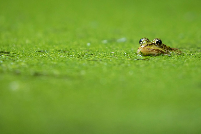 Groene Kikker sp. - Water Frog sp.