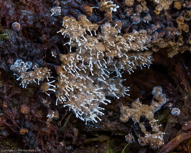 Polycephalomyces tomentosus Fungus on Trichia sp. Slime Mould
