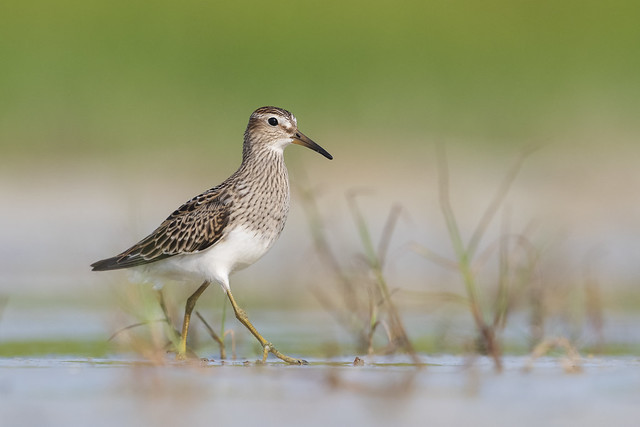 Pectoral Sandpiper