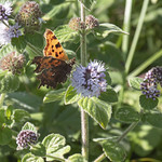 Comma on water mint
