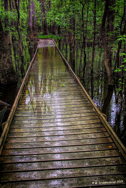 Submerged Boardwalk at South Carolina's Congaree National Park