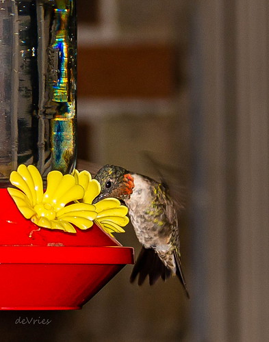Peek-a-Boo . . . | by Dr. Farnsworth