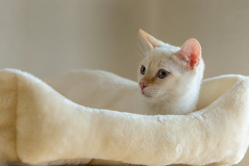 Karnak, gatito siamés Red Point locuelo y dulzón esterilizado, nacido en Marzo´19, en adopción. Valencia. ADOPTADO. 48707911838_83d29cf6d4