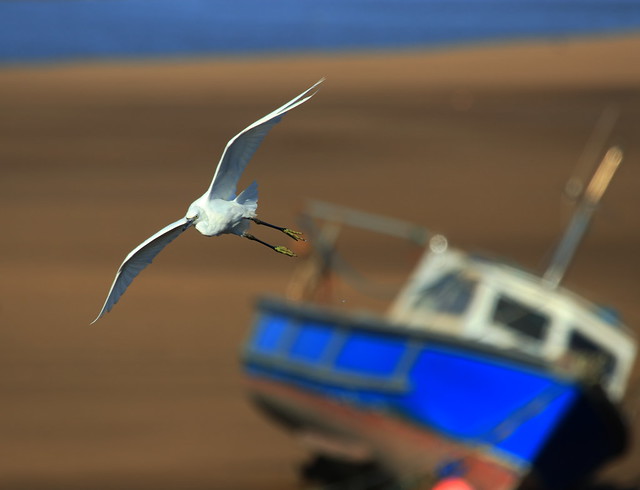 Little Egret, Wirral coast  - Meols