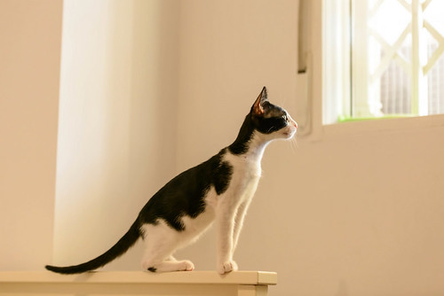 Lucero, gatito blanquinegro activo y divertido esterilizado, nacido en Junio´19, en adopción. Valencia. ADOPTADO. 48708064293_fc69d5dc55