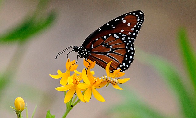 Monarch Butterfly & Caterpillar - Texas Coast