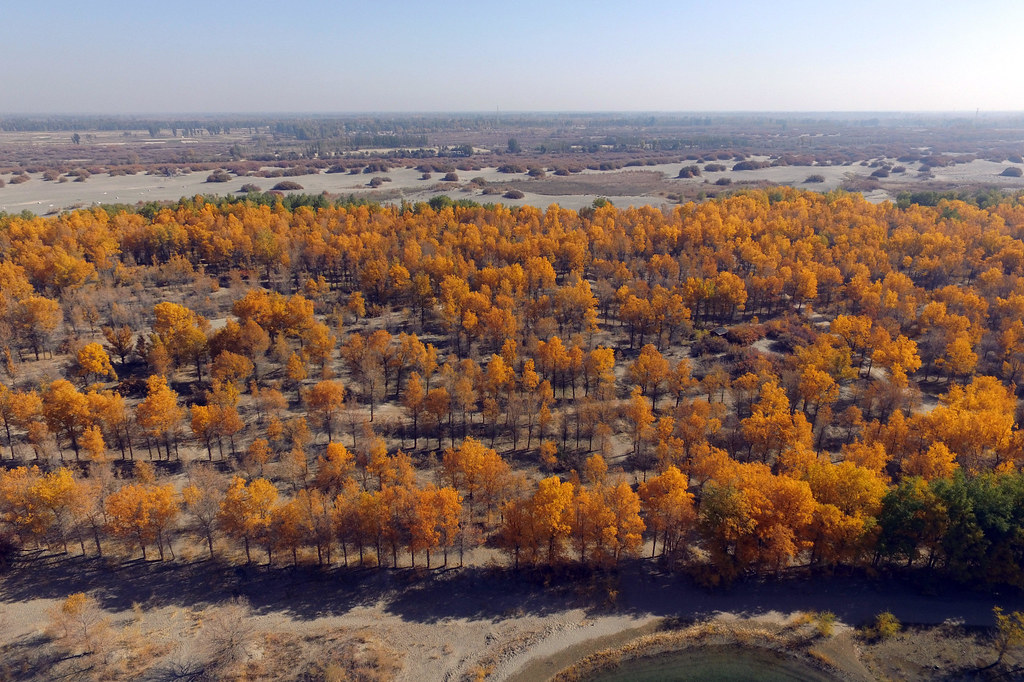 位於甘肅省的防護林。圖片來源：Alamy