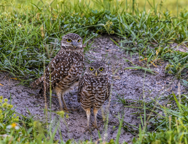 Burrowing owls -adult and juvenile