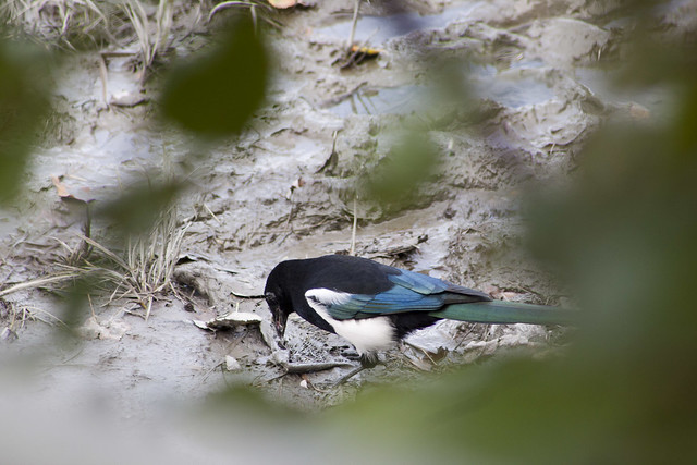 Black-billed magpie, Pica hudsonia
