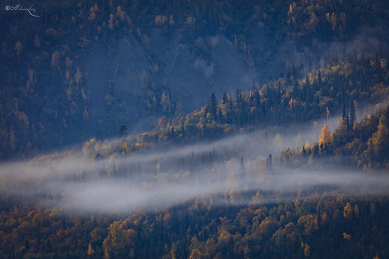 Alaska Foliage