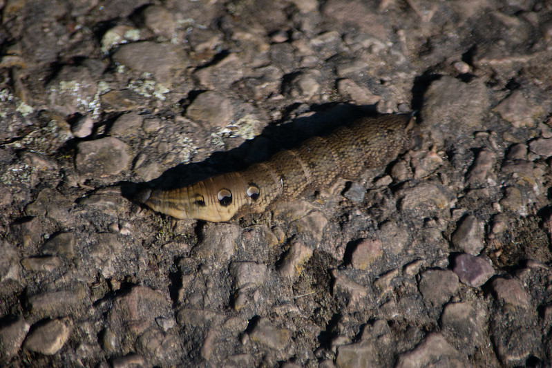 Elephant hawk moth caterpillar crossing path