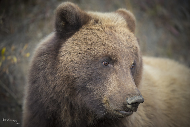 Bear Upclose