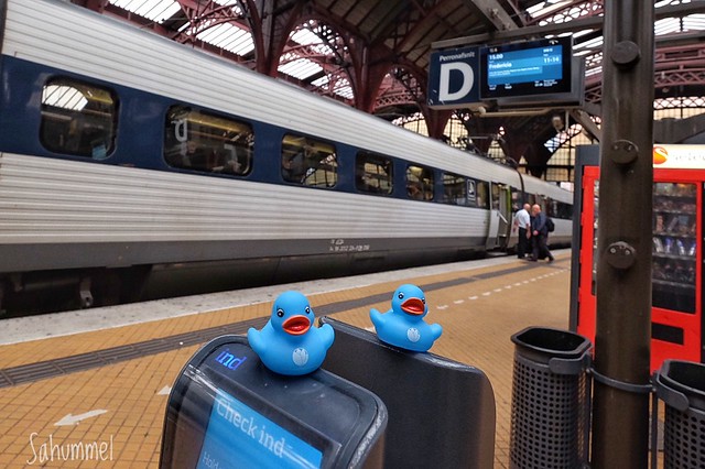 Travelling Ducks