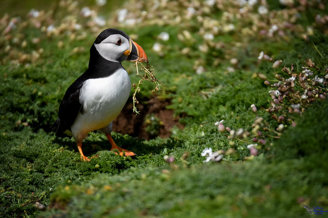 Puffin with nesting materials.