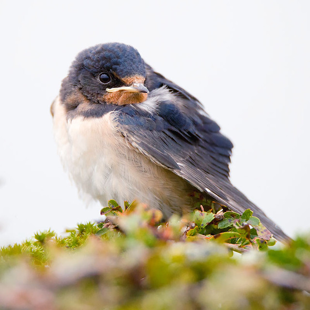 young swallow