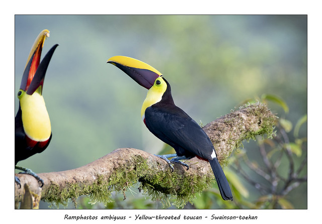 Yellow-throated toucan #3