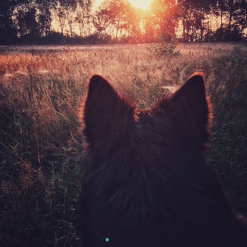 zonsopkomst sunrise hond dog herdershond herder shepherd hollandseherder dutchshepherd totoro