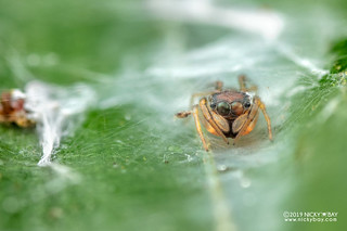 Ant-mimic jumping spider (Hermosa cf. galianoae) - DSC_2758