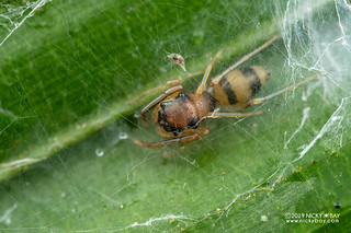 Ant-mimic jumping spider (Hermosa cf. galianoae) - DSC_2747