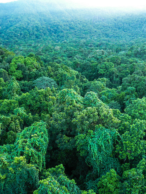 North Queensland lowland rainforest