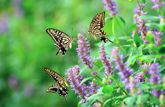 Three Butterflies - Papilio xuthus