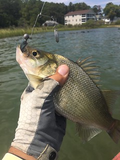 Photo of White perch after a catch