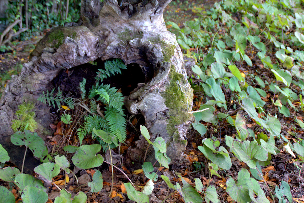 restos de troncos invadidos por plantas vivas