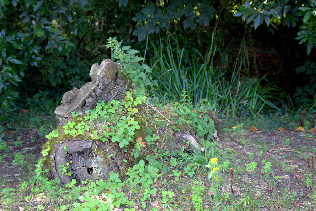 restos de troncos invadidos por plantas vivas
