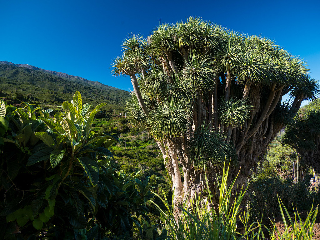La Palma, Isla Verde