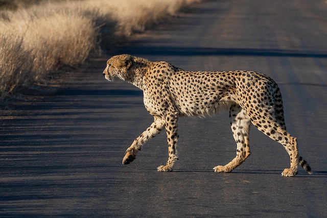 cheetah -Kruger NP - South Africa