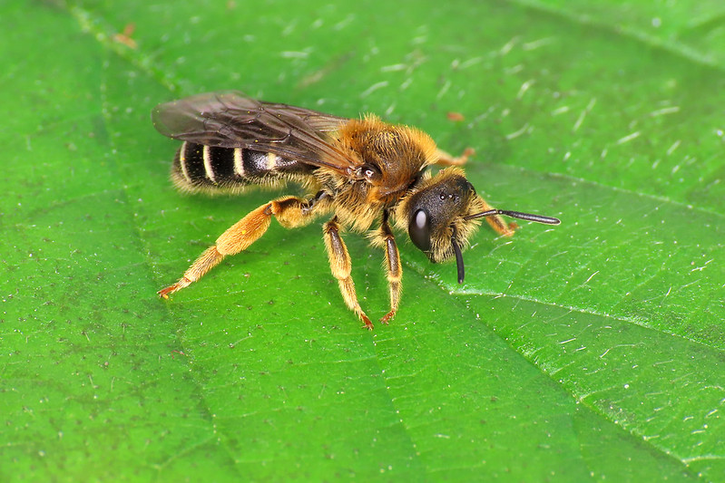Halictus rubicundus - Yellow-legged Furrow Bee [A]