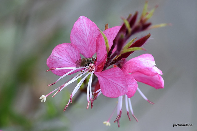 1-DSC_2435 gaura with flesh fly , sigma 180