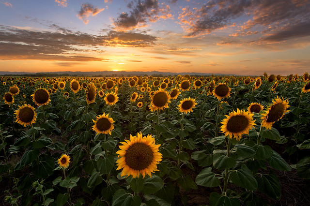 Summer Sunset at the Sunflower Field