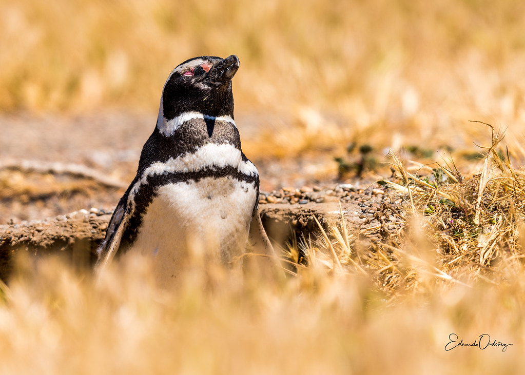 Magellanic penguin taking a sun bath.