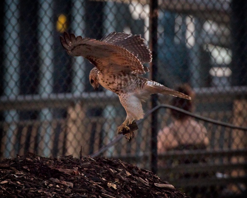 Red-tail playing with a bark chip