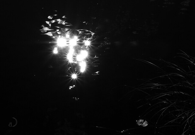 Sun cluster on beaver pond