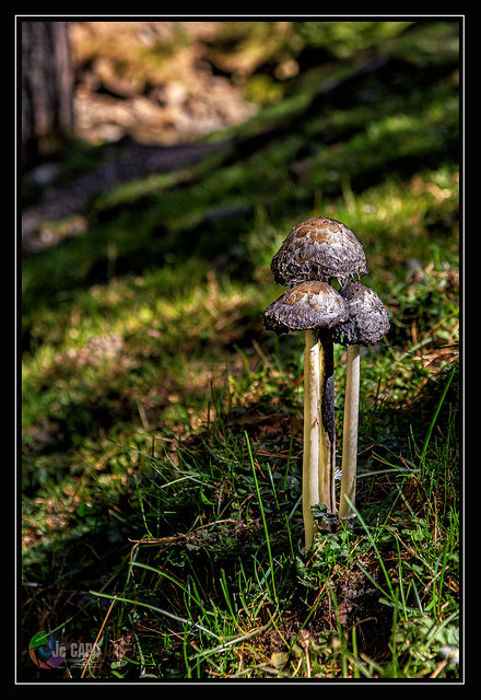 “Les champignons poussent dans les endroits humides. C'est pourquoi ils ont la forme d'un parapluie. ” De Alphonse Allais.