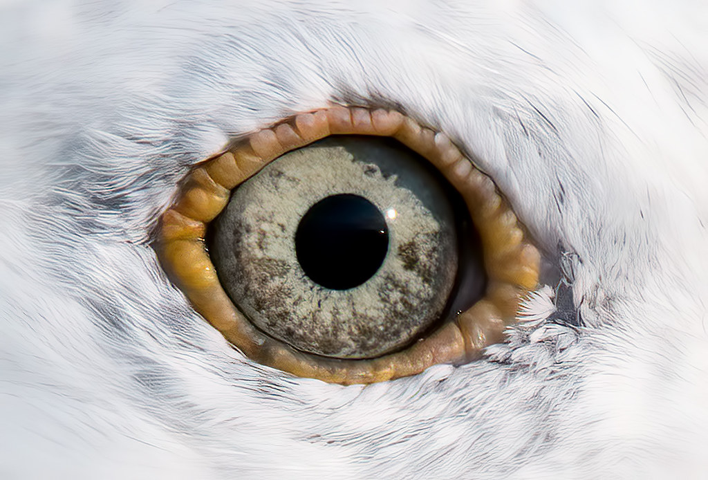 Gull Glaucoma