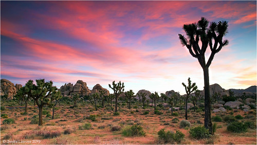 sunrise joshuatreenationalpark trees burningsky landscape california usa westcoast travel joshuatree desertscape desert mojave sky rocks