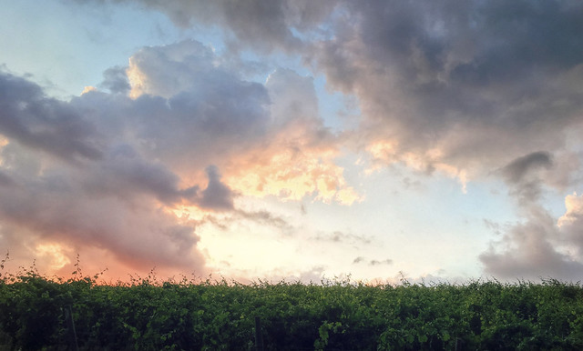 Vineyards under baroque clouds