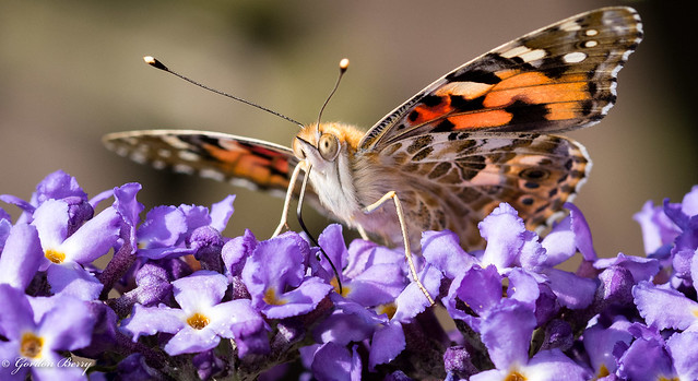 Painted Lady (In Explore) 28-Jul-19 G  009
