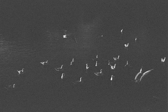 Gulls by moonlight, Budapest