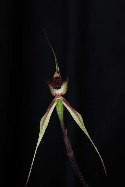 Arachnorchis colorata (syn Caladenia colorata) 2019-09-06 02