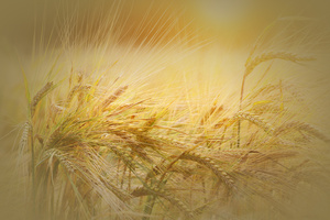 Lammas/Lughnasadh